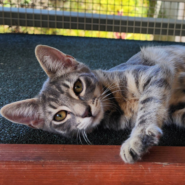 Photo of Blitzen