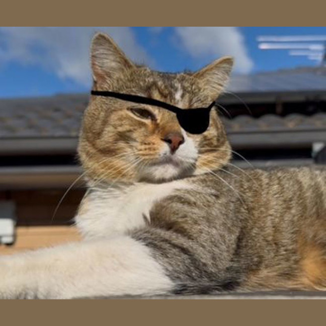 Photo of Patches O'hoolahan