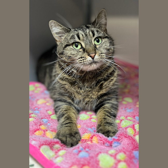 Photo of Sweet Pea