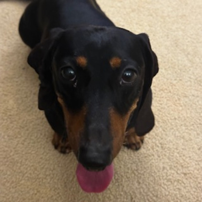 Photo of Mr Weenie