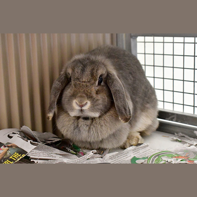 Winnie Female French Lop Rabbit in NSW PetRescue