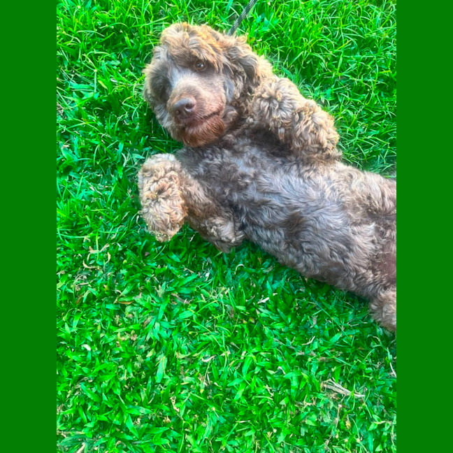 Photo of Bandit