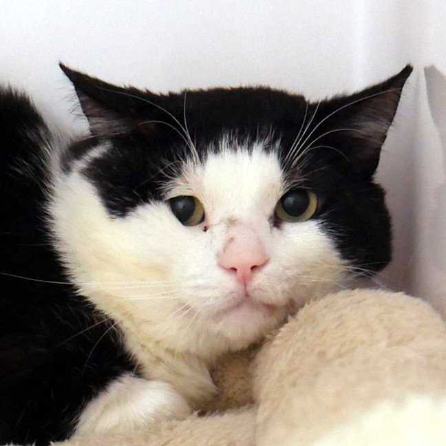 Photo of Tuxedo Sam Sta014344