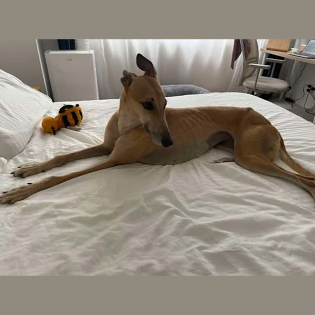 Photo of Sandy, The Greyhound