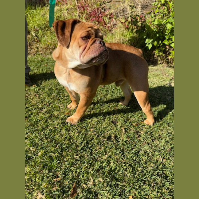 Photo of Macho