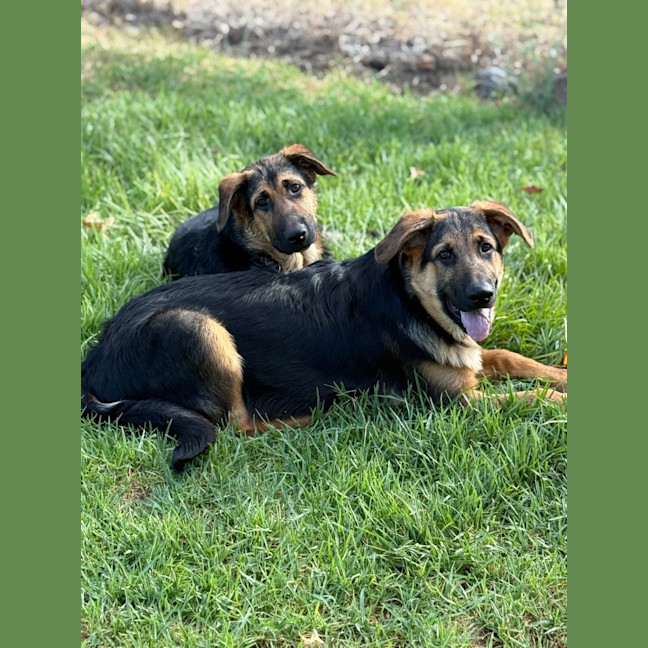 Photo of Fergus 🧡
