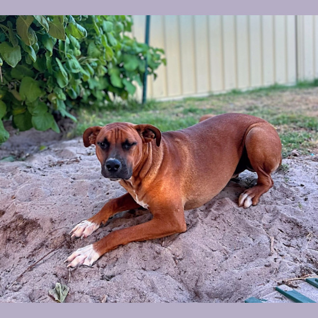 Photo of Rex