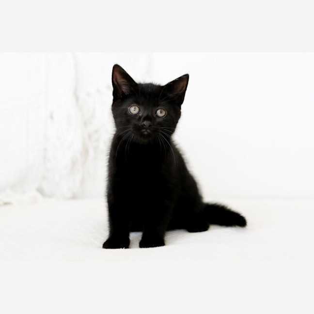 Photo of Indie