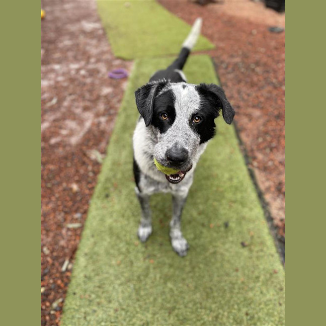 Photo of Goliath