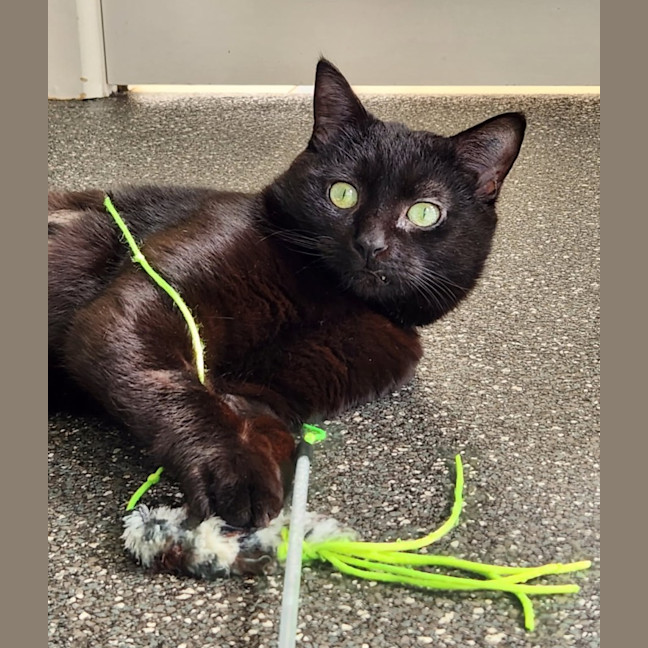 Photo of Lieutenant Dan