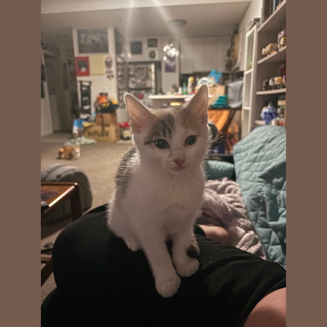 Photo of Cleona **2nd Chance Cat Rescue**