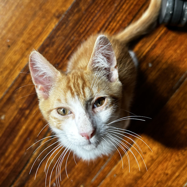 Photo of Grover