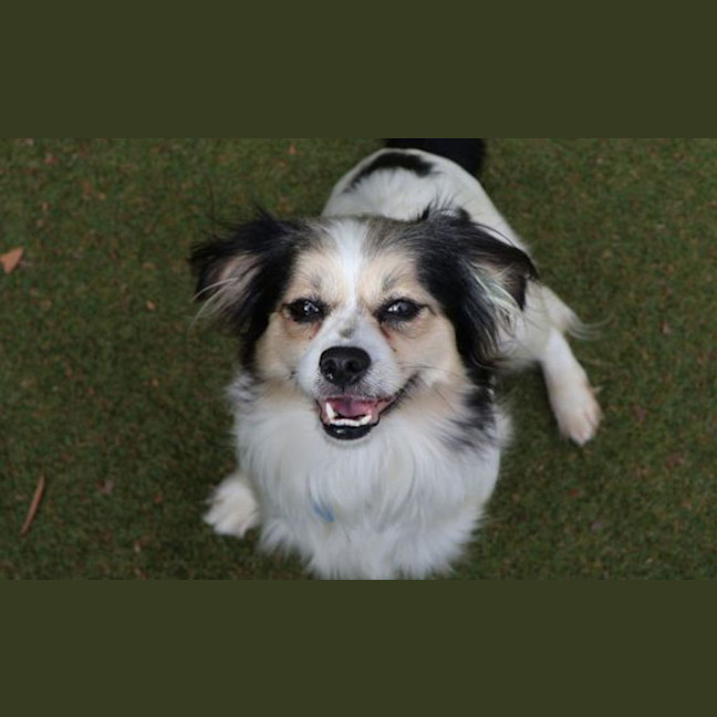 Photo of Pepper
