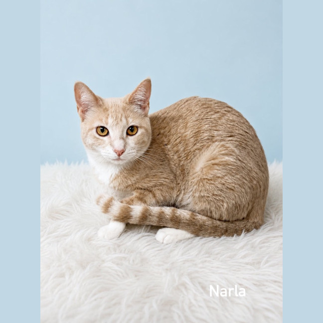 Photo of Narla