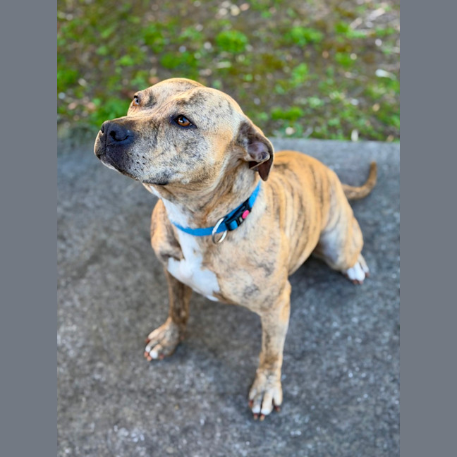 Photo of Sabre