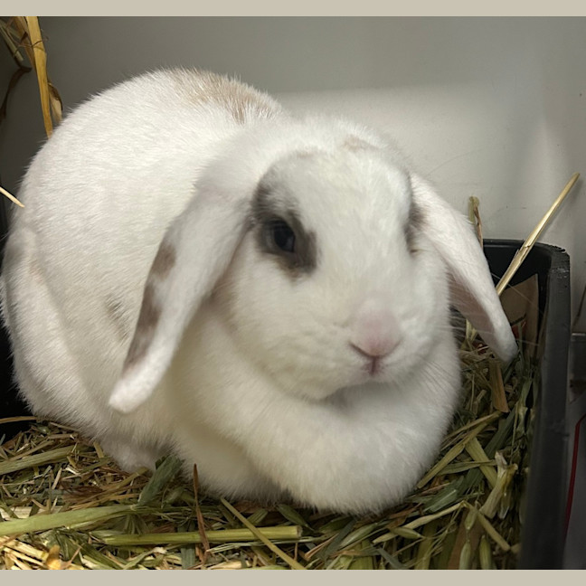 Photo of Frankie (Bonded To Peta)