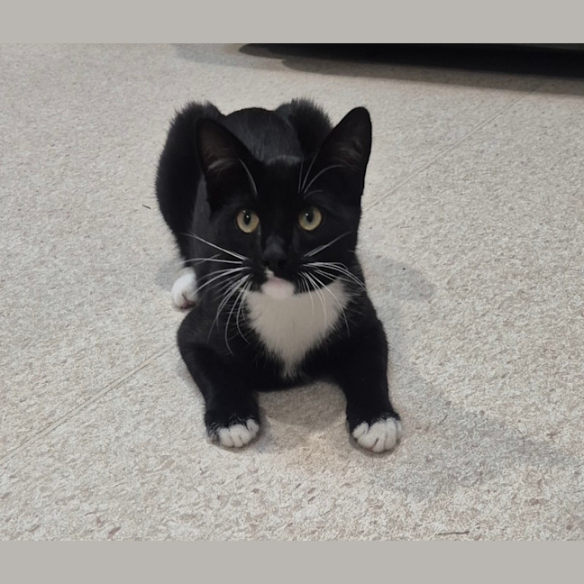 Photo of Onyx (0032)