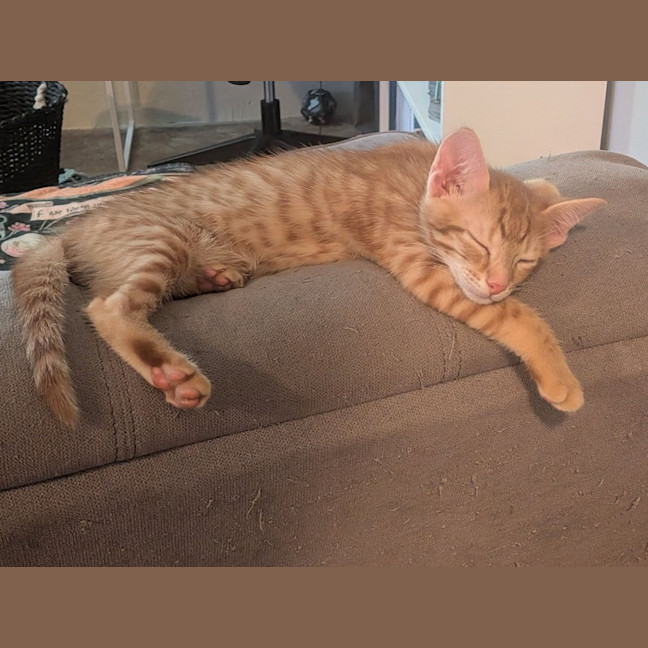 Photo of Skittle