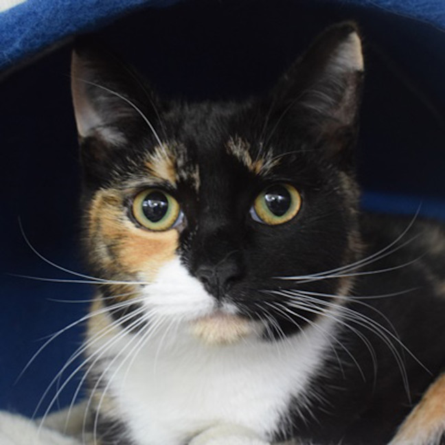 Photo of Tilly