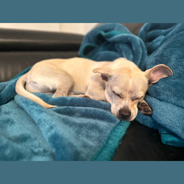 Photo of Taco