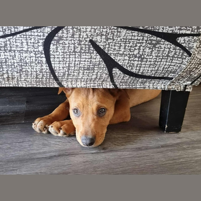 Photo of Linus