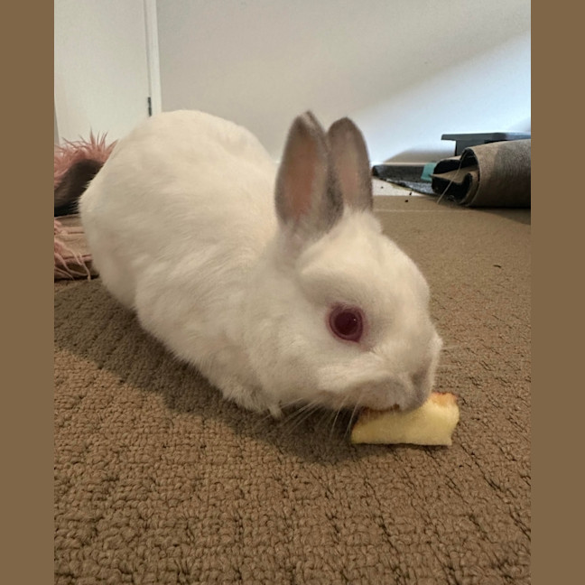 Photo of Calypso & Anna Bella 