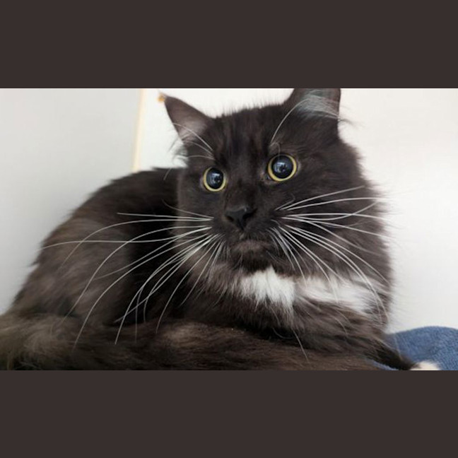 Photo of Archie
