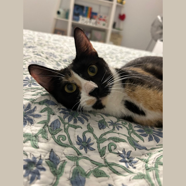 Photo of Dotti
