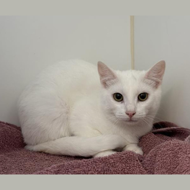 Photo of Raki