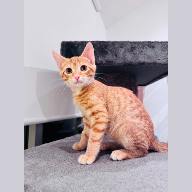 Photo of Apricot 🧡