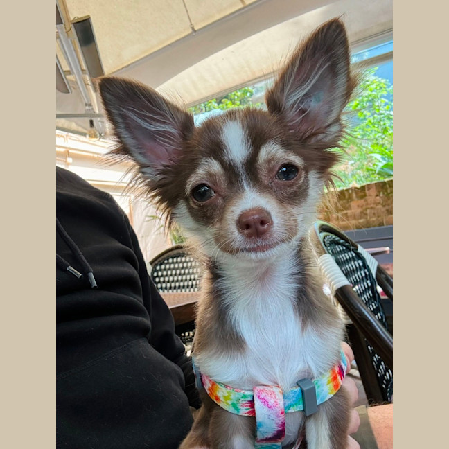 Photo of Penny Chocolate 