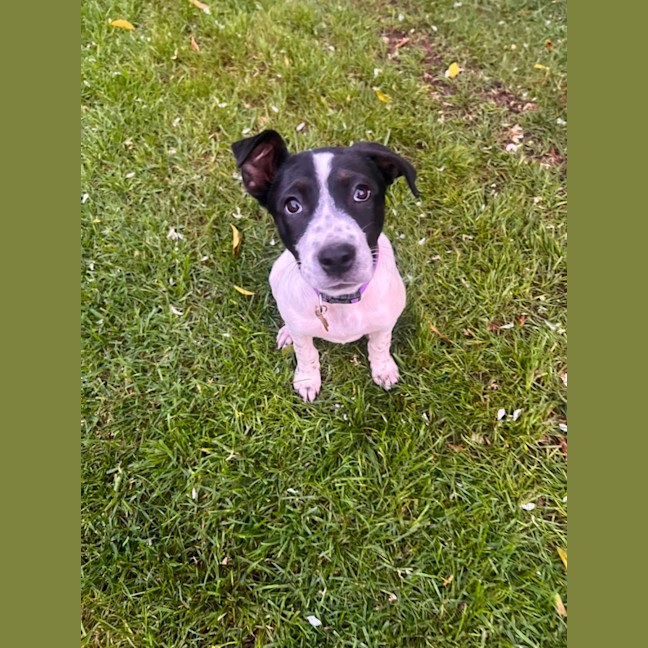 Photo of Stella