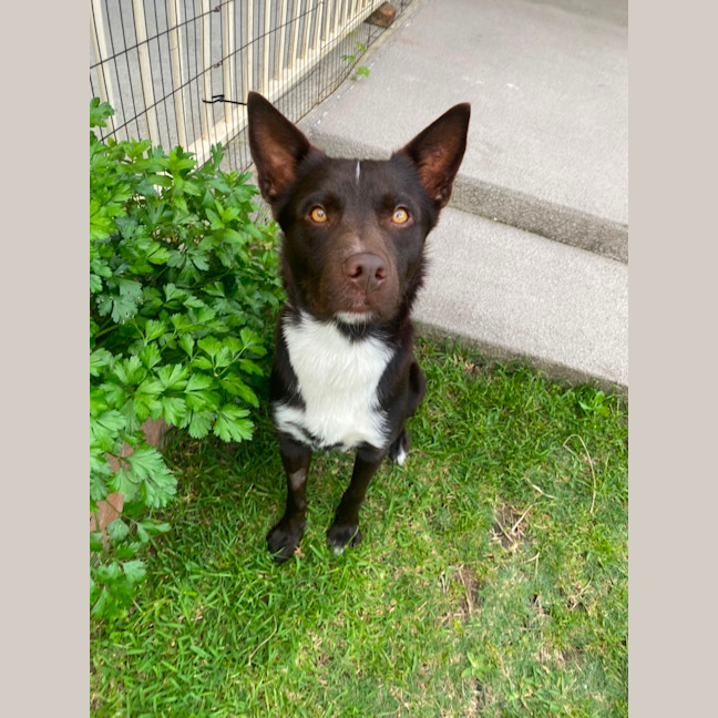 Photo of Baxter
