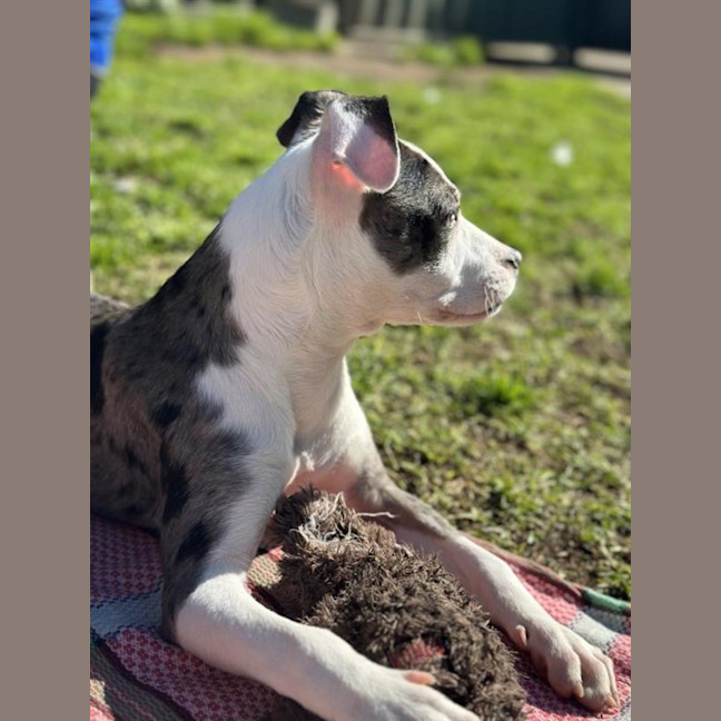 Photo of Ziggy