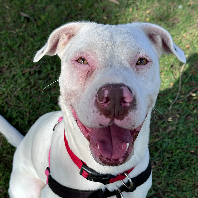 Photo of Nova