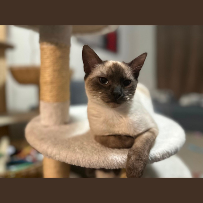Photo of Jemina   Ragdoll Cross