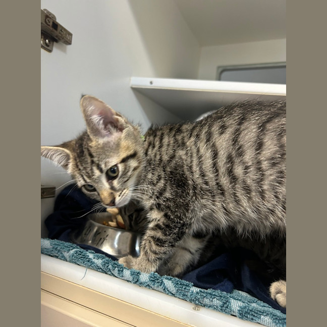 Photo of Nala