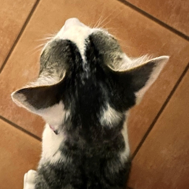 Photo of Molly