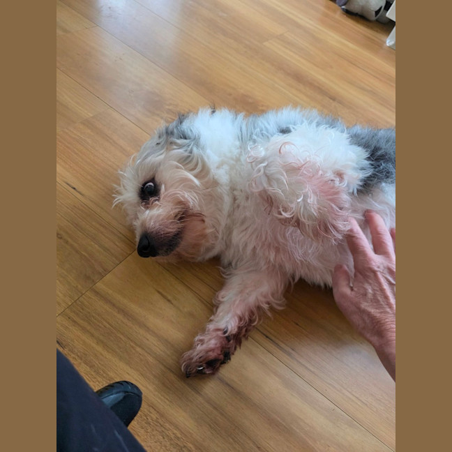 Photo of Teddy