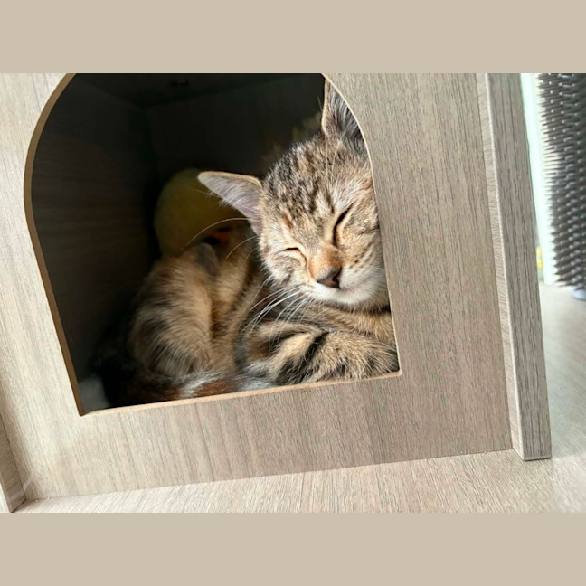 Photo of Aries & Velcro