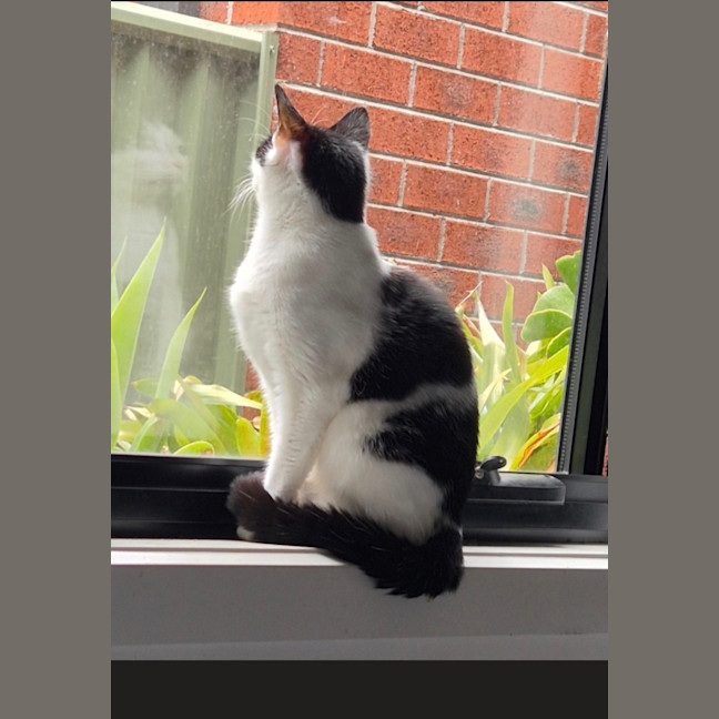 Photo of Clover Meet Me@Petstock Mornington Nepean Hwy