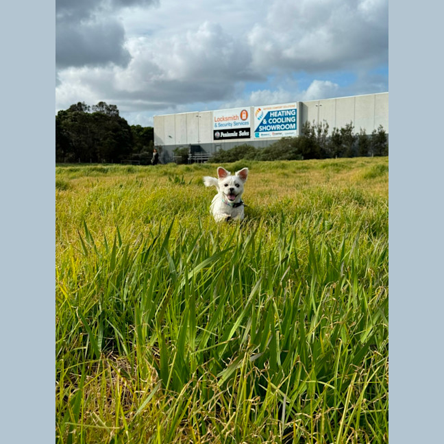 Photo of Gremlin