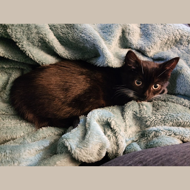 Photo of Gretel 