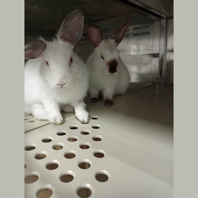 Photo of Flopsy & Nibbles