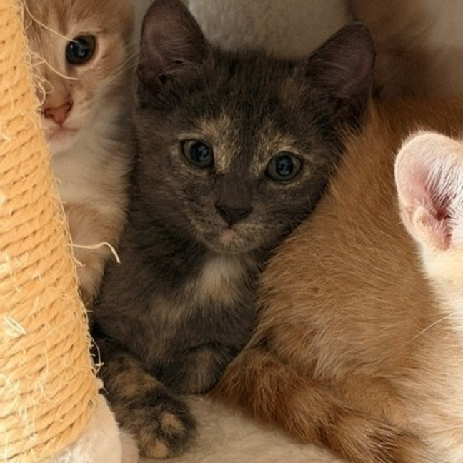 Photo of Blue