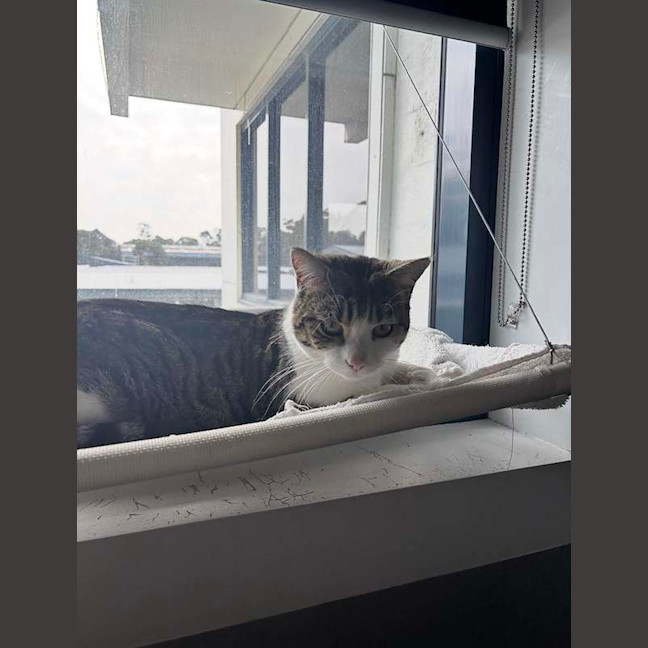 Photo of Sweetpea
