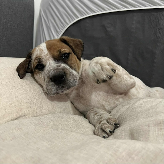 Photo of Finn The Human