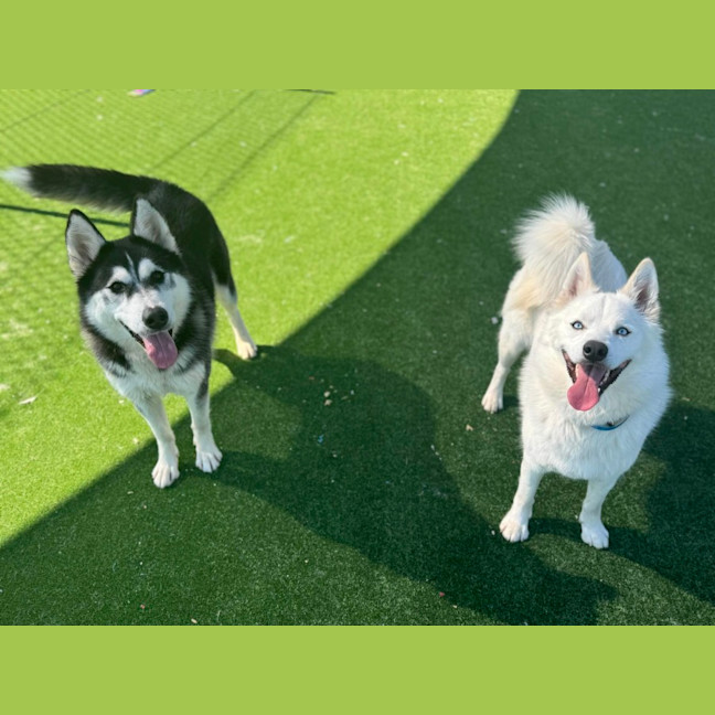 Photo of Zara Imp 1452