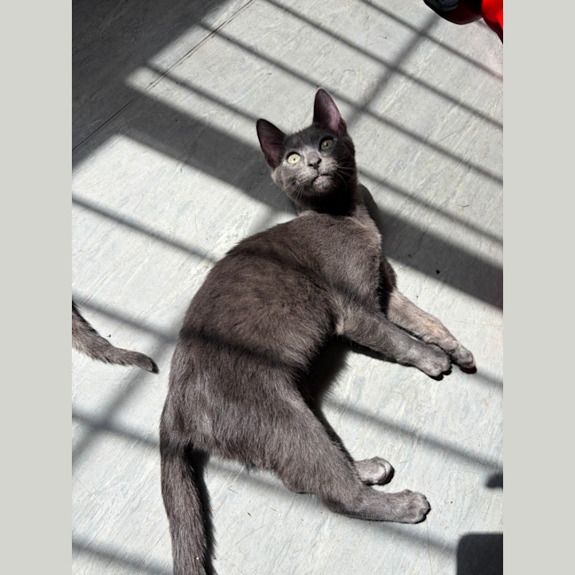 Photo of Mc Nugget
