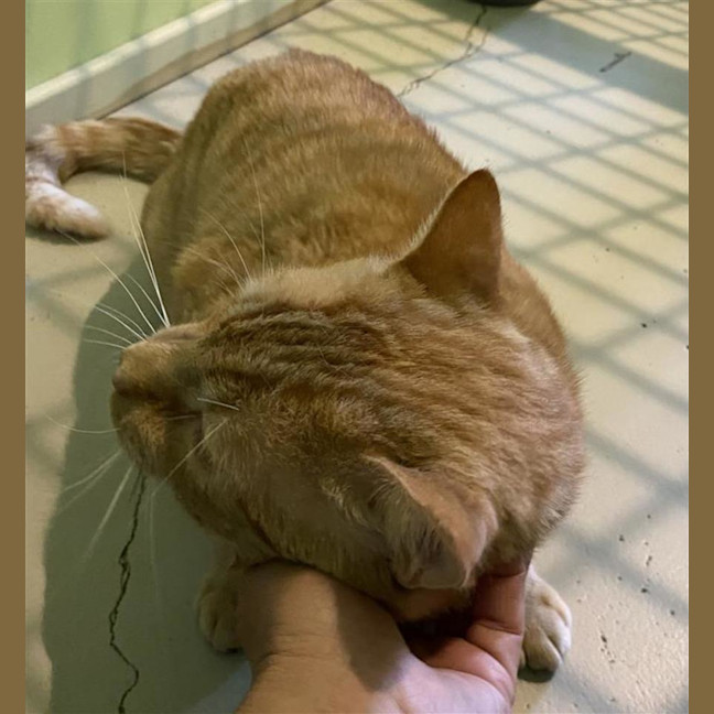 Photo of Cheeto